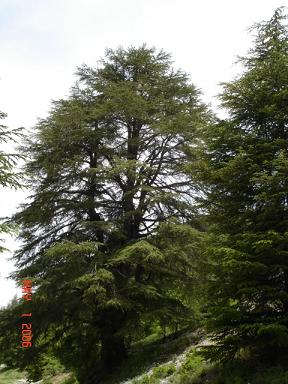 Ain Zhalta - Majestic Cedars