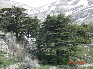 Tannourine Cedars